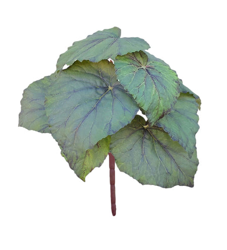 Small Begonia Bush - Grey/Green