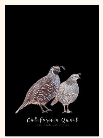 Quail Fine Art NZ Tea Towel