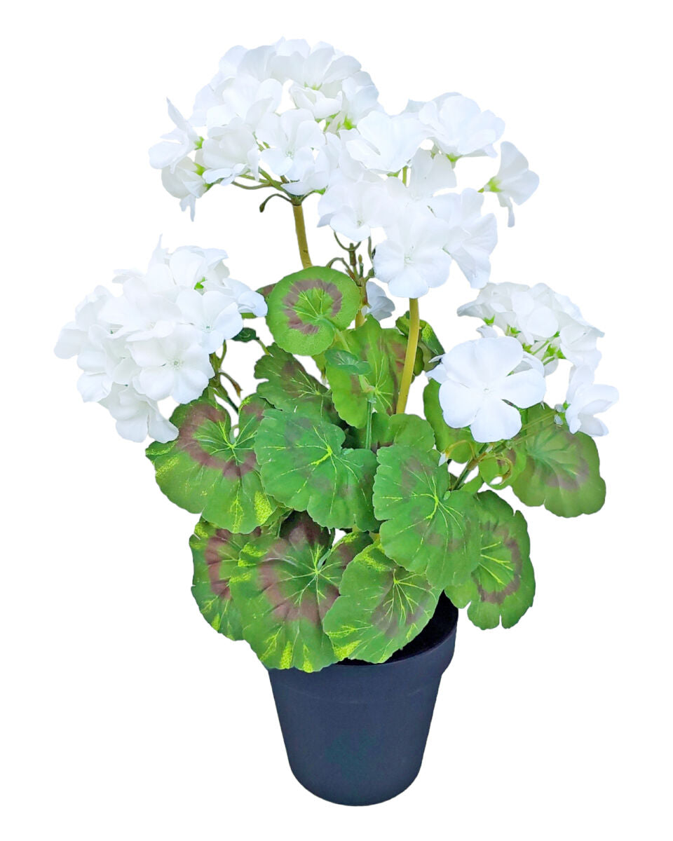Potted Geranium - White