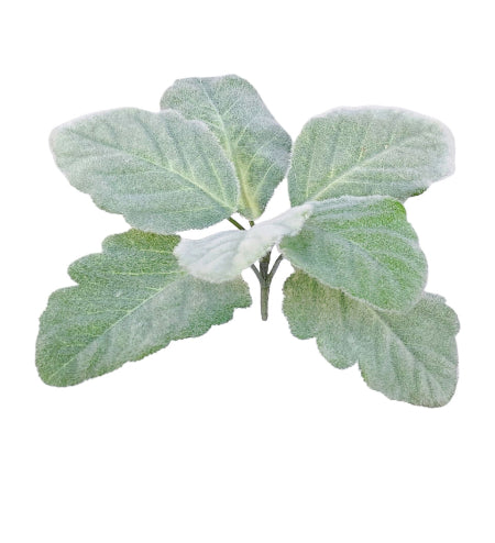 Small Salvia Bush - Grey/Green