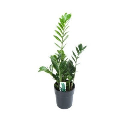 Zamioculcas Plant | ZZ | 14cm