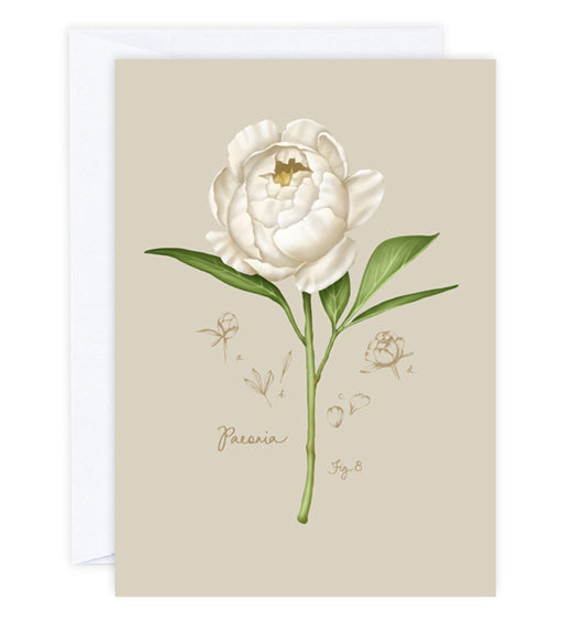 Peony Greeting Card