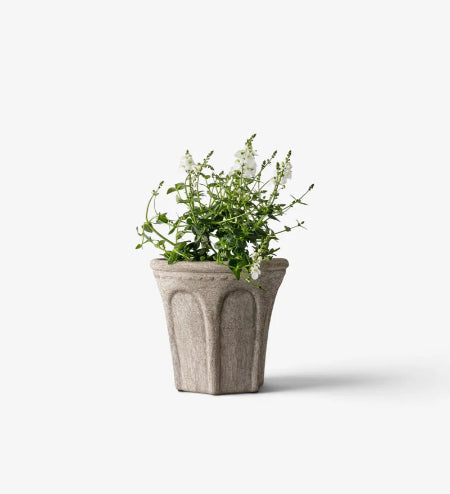 A small potted plant with green foliage and tiny white flowers in a textured, light gray concrete-style planter, set against a plain white background.
